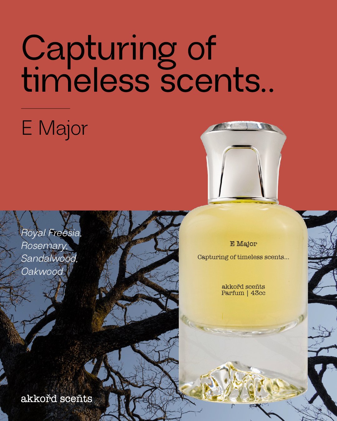 E Major 43cc (P) - Image 2